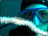 Auge in Auge mit einem Peitschengoby, mit freundlicher Genehmigung von Don und Liz Halina Auge in Auge mit einem Peitschengoby, mit freundlicher Genehmigung von Don und Liz Halina