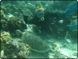 Lin Donevska mit einer Schildkröte in Sipadan, Malaysia Lin Donevska mit einer Schildkröte in Sipadan, Malaysia