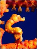 Pygmy seahorse in Malaysia Pygmy seahorse in Malaysia