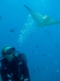 Tine Arentz Floysvik with eagle ray in the Maldives Tine Arentz Floysvik with eagle ray in the Maldives
