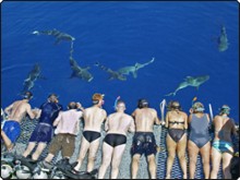 Haie sehen an Austrlaiens Großem Barriere Riff - Foto ist freundliche Leihgabe von Undersea Explorer Haie sehen an Austrlaiens Großem Barriere Riff - Foto ist freundliche Leihgabe von Undersea Explorer