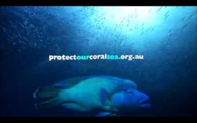 Protect Our Coral Seas? You Bet Your Wrasse
