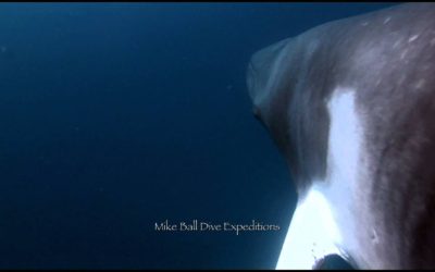 See Dwarf Minke Whales from Spoilsport