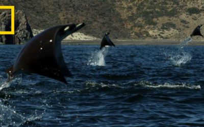 Massive school of rays filmed in Mexico