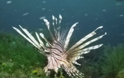 Lionfish Invade The Americas