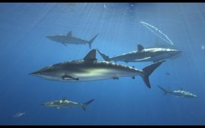 Scuba Cuba video – Diving in Jardines de la Reina