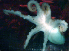 Henry Hexapus - Imagine diving with an octopus like this