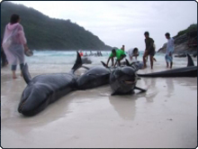 Beached false killer whales on Koh Racha Yai