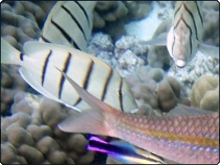 Cleaner fish working a client