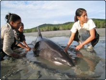 Beached dolphin in the mangrove flats of Ao Makham