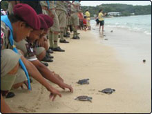 Baby turtles released in Cape Panwa, Phuket