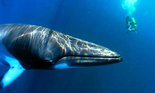 Swim with minke whales from Great Barrier Reef scuba liveaboard OceanQuest