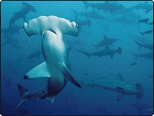 Schooling hammerhead sharks - photo courtesy of Scubazoo