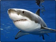 The Great White Shark