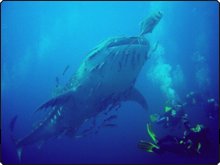 Whale shark