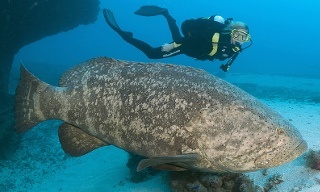 Atlantic Goliath Grouper