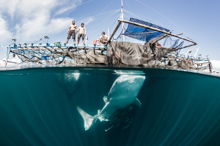 Cendrawasih Whale Shark