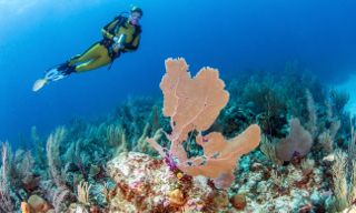 Scuba diving beautiful coral reef in Belize