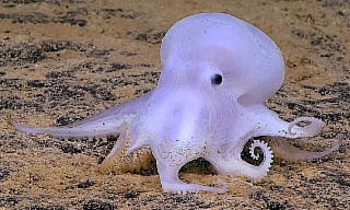 Ghost Octopus Hawaii_1