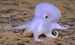 Ghost Octopus Hawaii_1