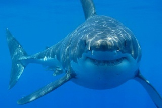 Great White Shark_1