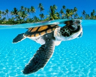 Green Sea Turtle_David Doubilet_1