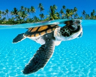 Green Sea Turtle_David Doubilet_1