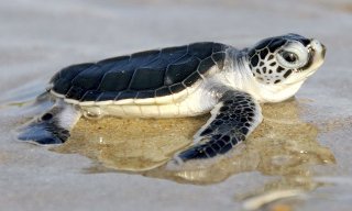 green-turtle-hatchling