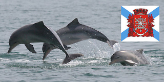 The Threatened ‘Rio Dolphin’ Needs Your Help