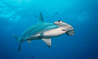 Hammerheads are present in impressive numbers in the waters of the Galapagos