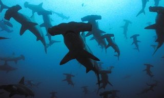 Dive with hammerhead sharks in the Galapagos