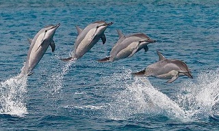 Hawaii_Spinner_Dolphins_1