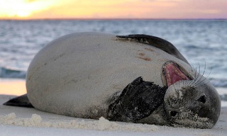 Hawaiian Monkseal_Mark_Sullivan_1