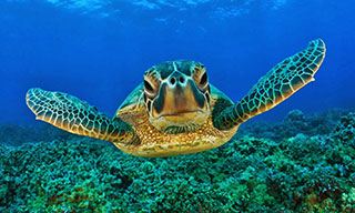 Hawksbill Turtle