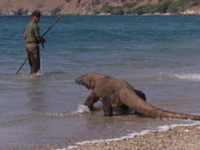 Unfortunate Ranger Suffers 2nd Komodo Dragon Incident!