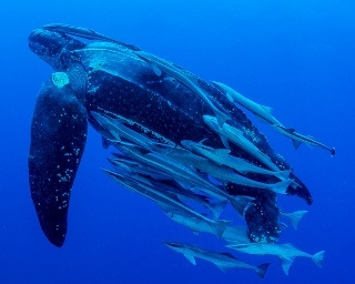 Leatherback Turtle_Alan C Egan Photography_1