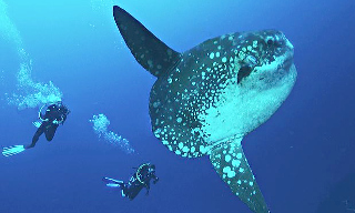 The unique mola mola or sunfish