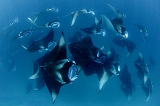 Witness A Manta Feeding Spectacle This August!