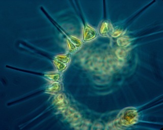 Phytoplankton Microscopic Ocean Plants (1)