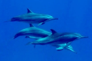 Pod of dolphins courtesy of Scuba Zoo