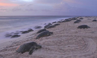 Saving the Green Sea Turtles on Australia’s Raine Island