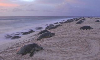 rain-island-green-turtles_image-courtesy-of-andrew-dustan