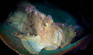 A well camouflaged scorpion fish in Raja Ampat, Indonesia. Image courtesy of Kristina Vackova