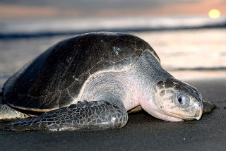 The ‘bends’ treatment for Tucker the Turtle