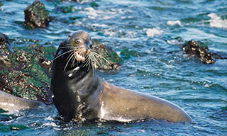 Sea lions feature both underwater and on shore when you visit the Galapagos
