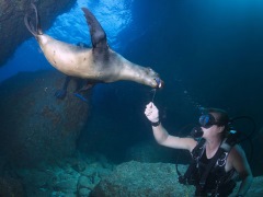 Interact with the amazing marine life of the Galapagos