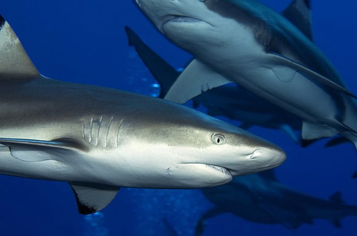 The thriving shark population of Palau