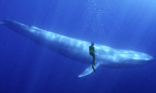 Snorkeler and Blue Whale_2