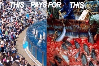 ‘Enslavement of sentient beings’ at Nemo Aquarium in Thailand