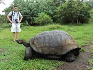 A giant tortoise in the Galapagos Islands